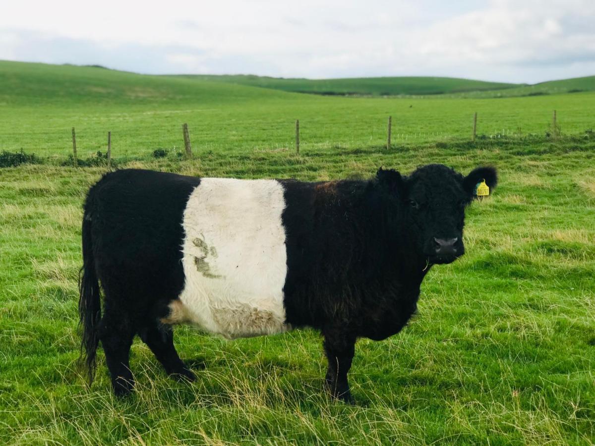 Bunnahabhain 5 - Farm Stay - Stunning Sea And Rural Views 斯特兰拉尔 外观 照片